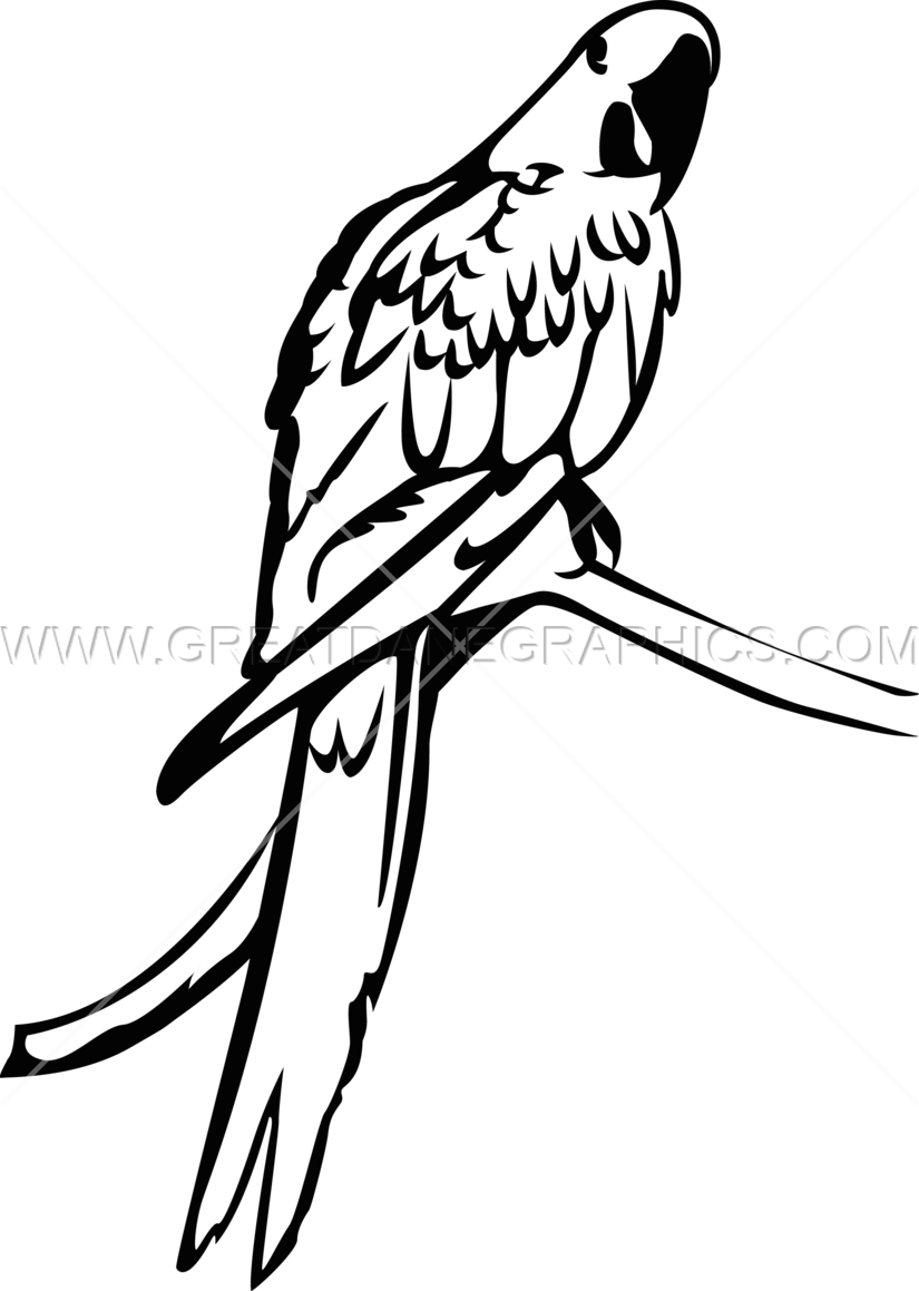 Macaw Clipart Hyacinth Macaw - Macaw Black And White (825x1159)