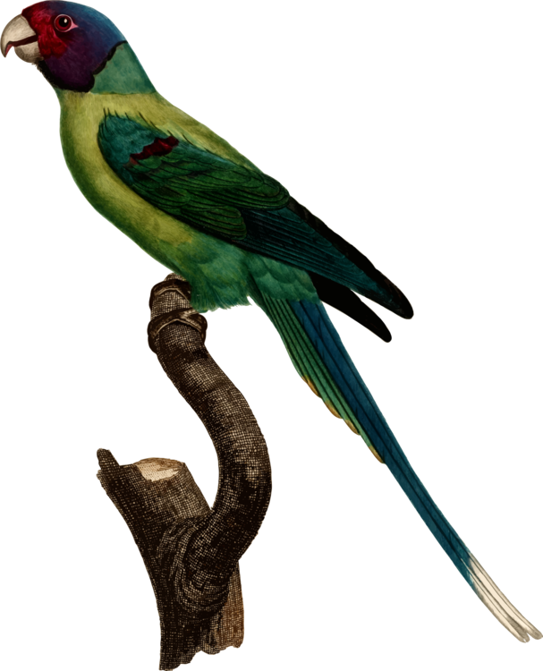 Macaw Parakeet Feather Fauna Beak - Parakeet (607x750)