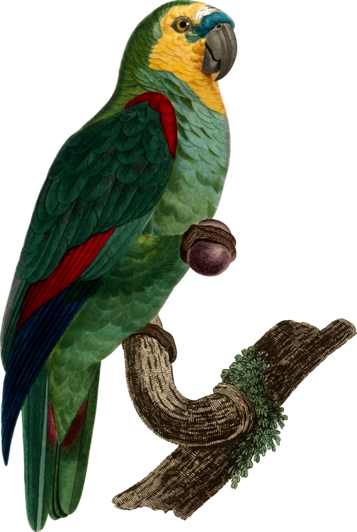 Budgerigar Macaw Bird Loriini Turquoise-fronted Amazon - Turquoise-fronted Amazon (504x750)