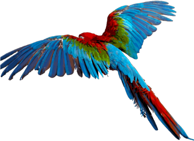 Scarlet Macaw Clipart Vector - Flying Parrot Transparent Background (640x480)