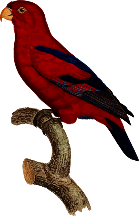 Macaw Parrot Bird Finches Drawing - Macaw (483x750)