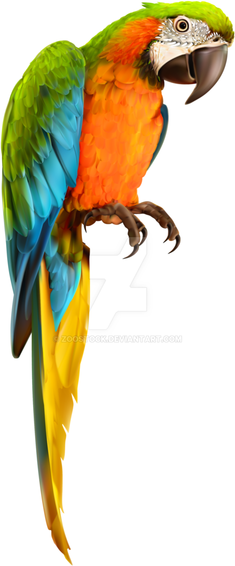 678 X 1178 1 - Transparent Background Parrot Png (678x1178)
