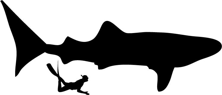 These Guys Were Huge They Were About 25 Feet Long In - Scuba Diver Silhouette (792x396)