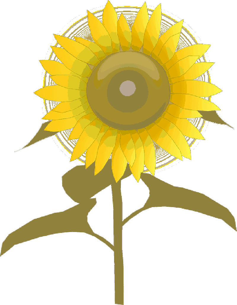 Plants Clipart Cute - Free Sunflower Clipart Transparent Background (800x1028)