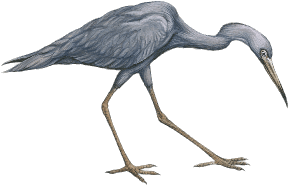 Little Blue Heron Drawing - Little Blue Heron Drawing (600x389)