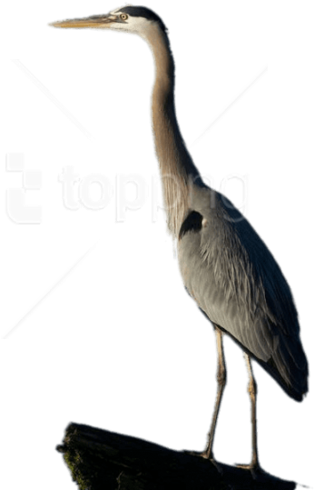 Free Png Download Great Blue Heron Full Size Png Images - Garzas Animadas Png (480x640)