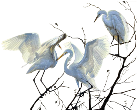 Tubes Animaux ❤ Liked On Polyvore Featuring Birds, - Вышивка Аисты (500x371)