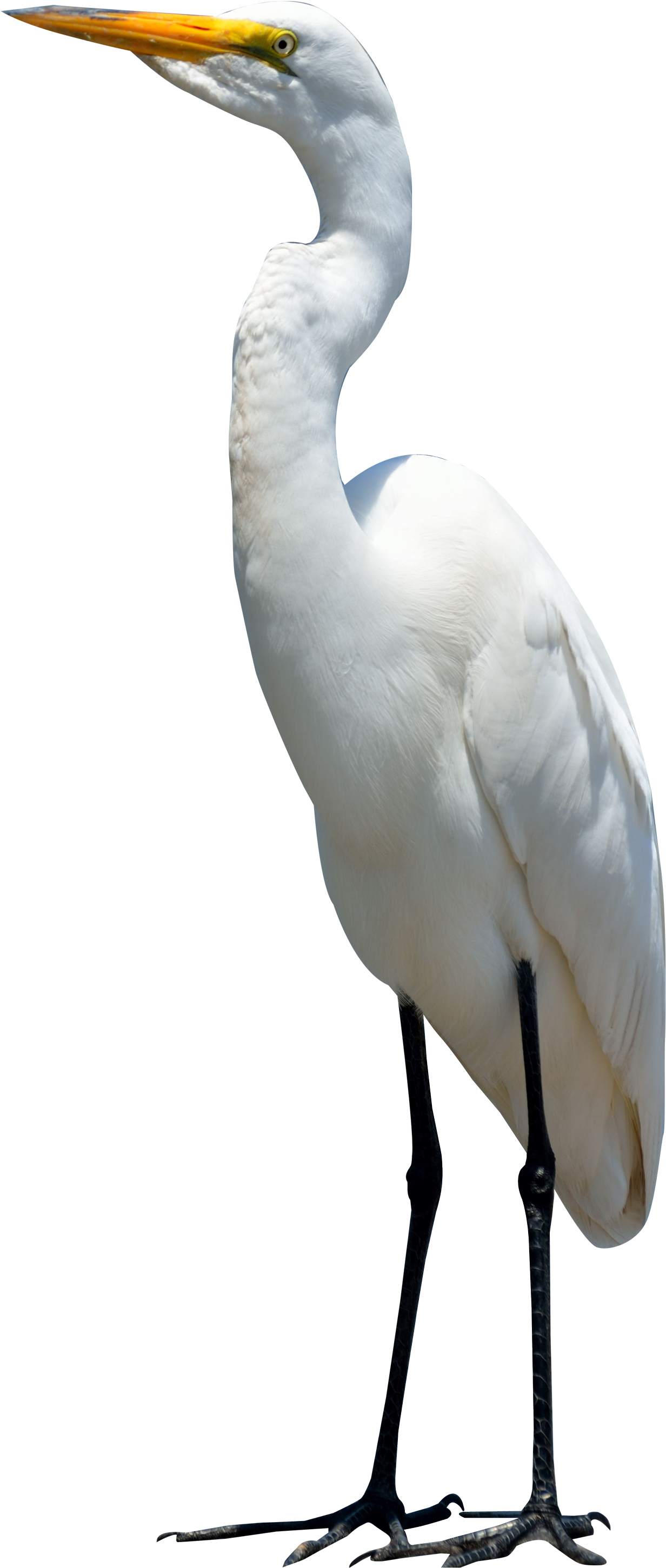 Egret Png Image Purepng Free Cc Library - Crane Bird (1500x3083)