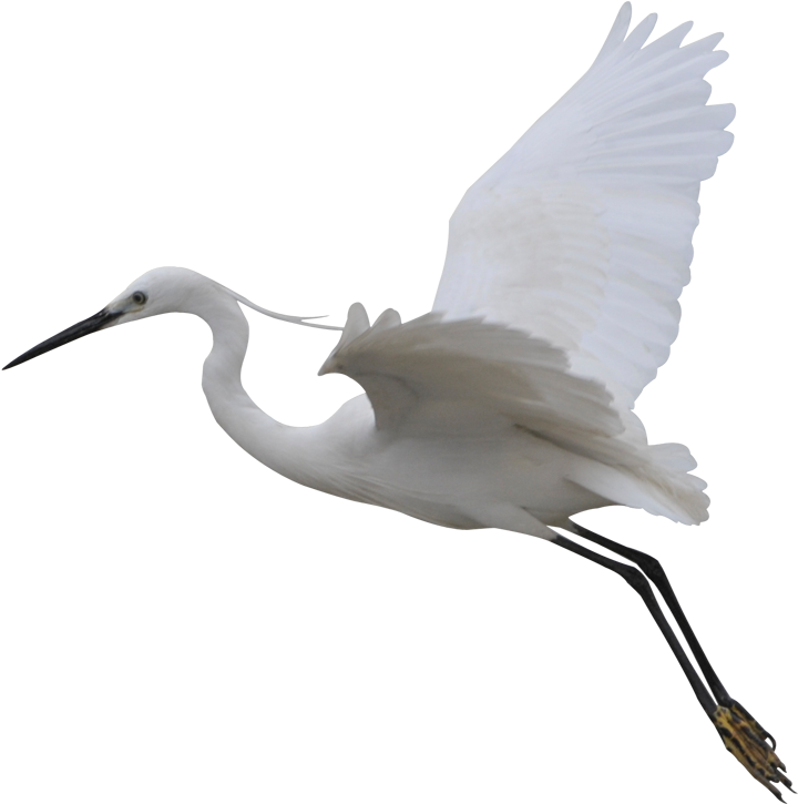 Little Blue Heron (1318x760)