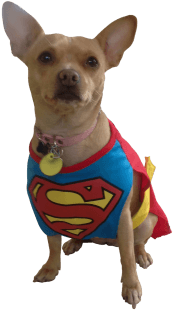 Wag Clipart Clipart Suggest - Chihuahua (314x419)