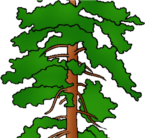 Montana Clipart Cute - Montana Pontorosa Pine (640x480)