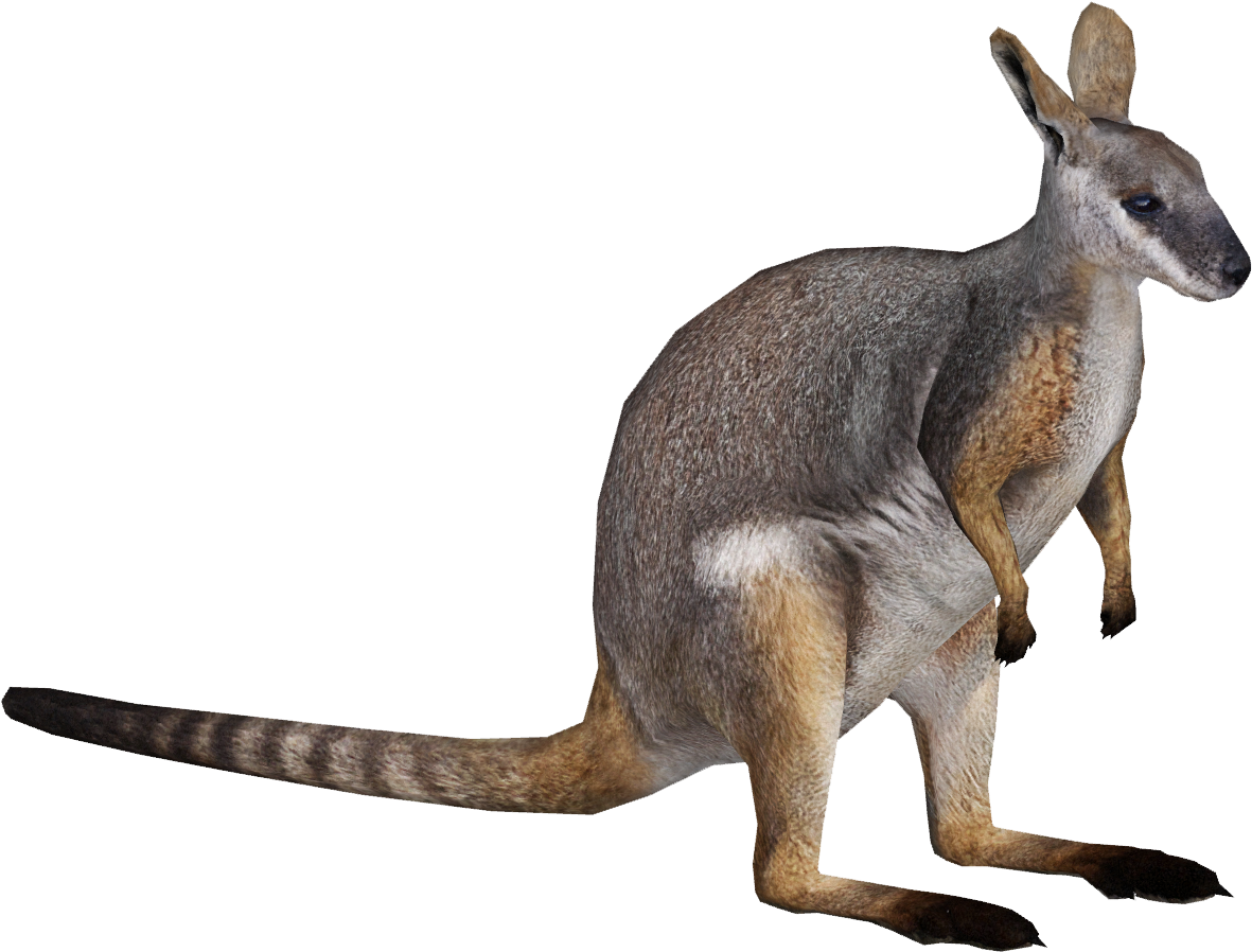 Wallaby Transparent - Wallaby Png (1180x1180)