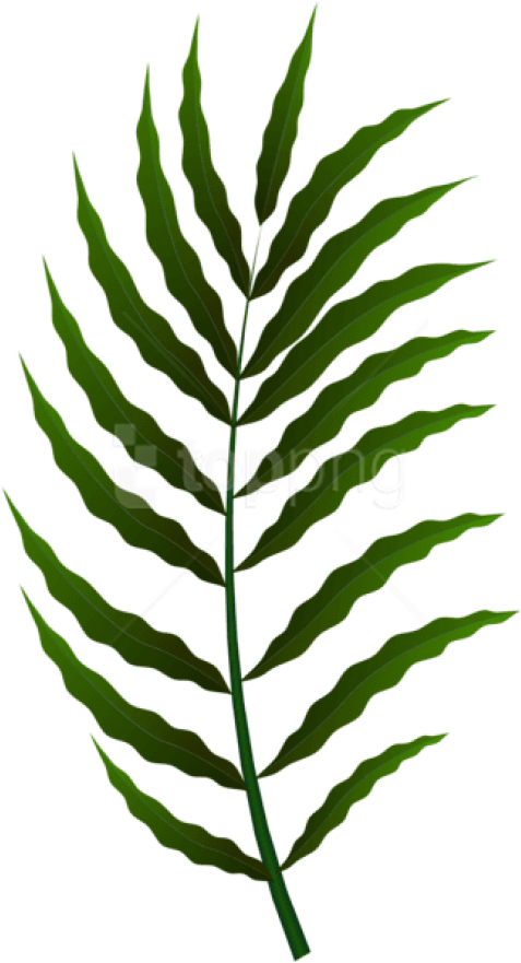Free Png Download Green Leaf Clipart Png Photo Png - Fern (480x887)