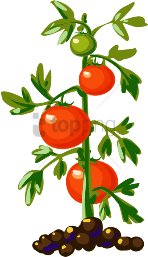 Free Png Download Tomato Plant Png Images Background - Tomato Plant Png (480x834)