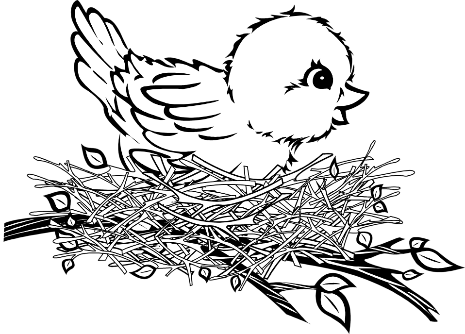 Bird In Nest Drawing (958x688)