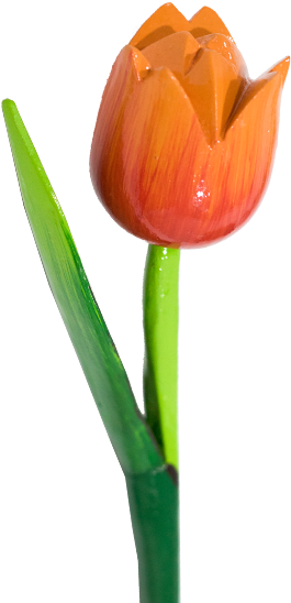 600 X 600 5 - Sprenger's Tulip (600x600)