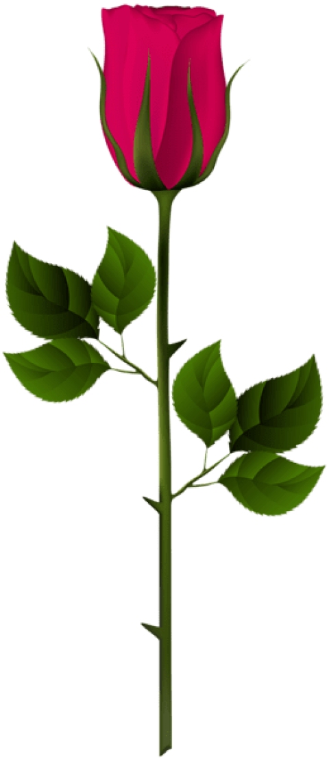 480 X 1108 1 - Garden Roses (480x1108)