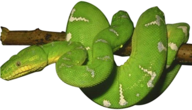 Smooth Green Snake Clipart Las Vegas - Green Snake Png (640x480)