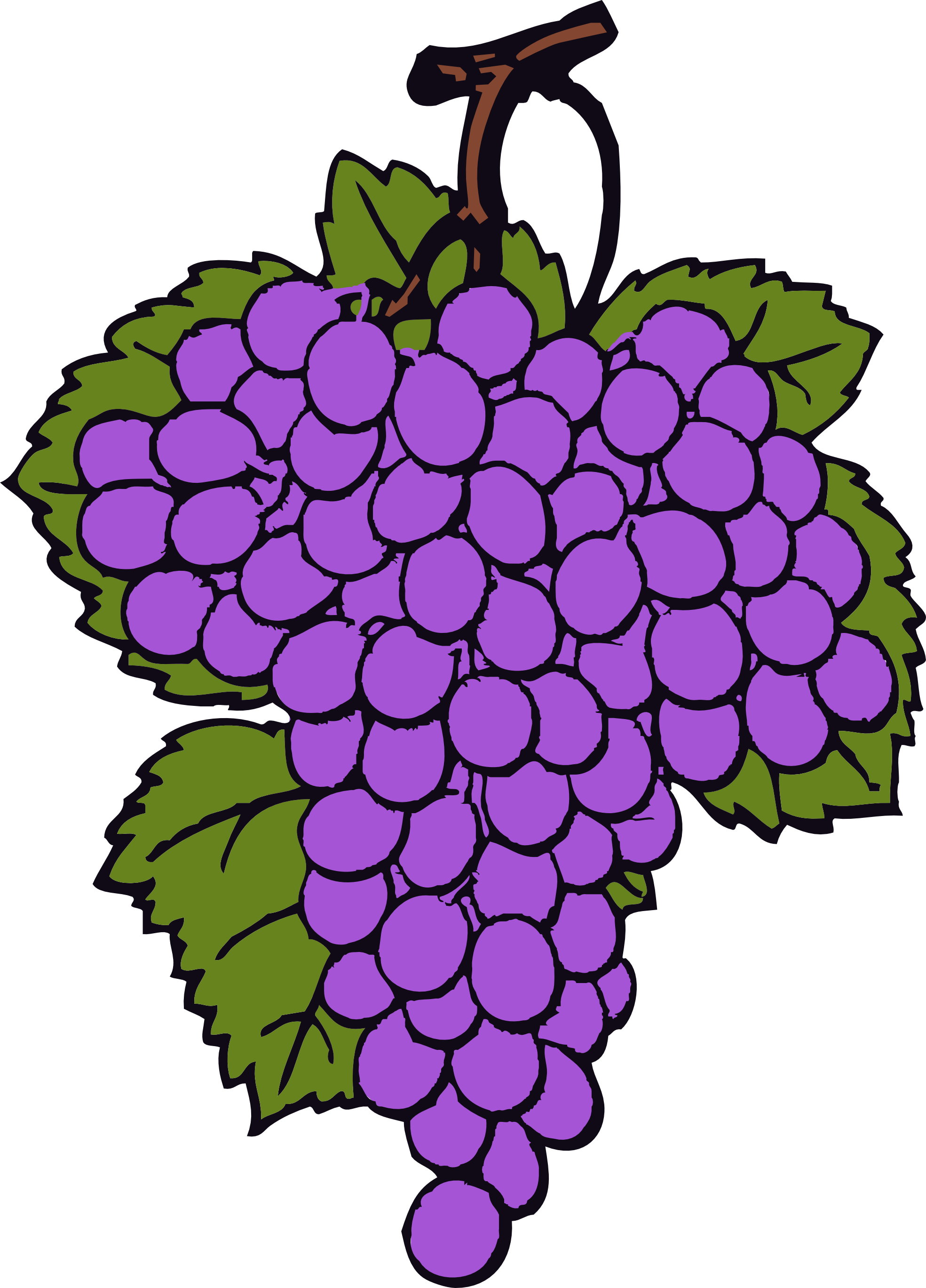 Grapes Vine Clipart - Grapes Clipart (1969x2737)