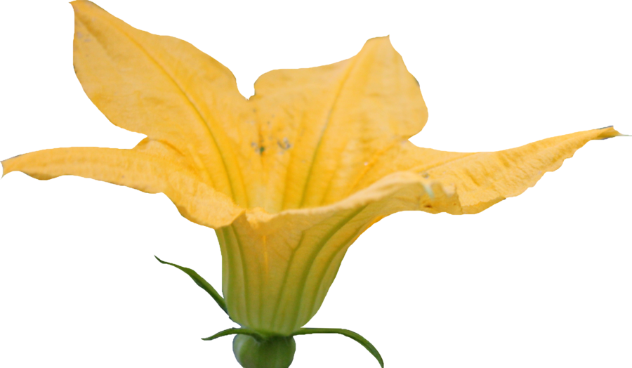 Pumpkin Blossom Png By Thy Darkest Hour - Pumpkin Blossom Clipart (900x524)