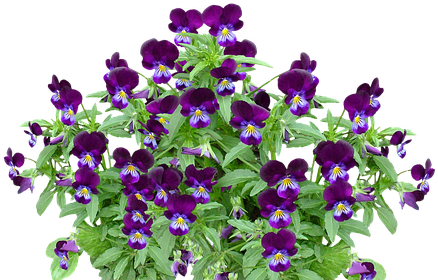 Pansy Free Pictures On Pixabay - Lavender Colour With Flower Background Image Hd Png (455x340)