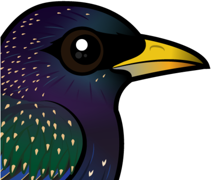 440 X 440 6 - European Starling Clipart (440x440)