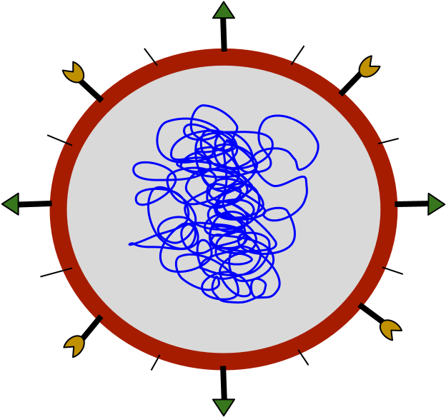 Typical Virus - Hiv Virus Labeled Diagram (960x720)