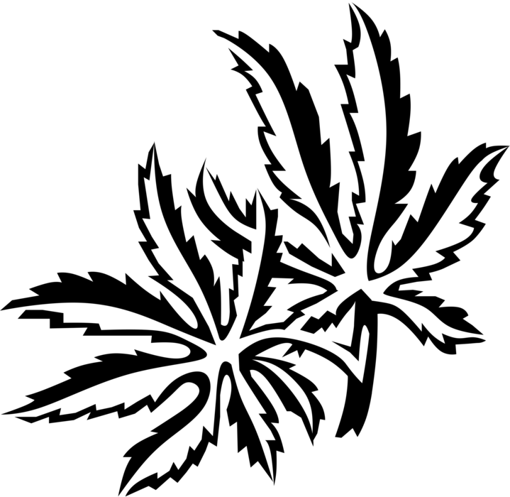 Picture Black And White Japanese Maple Leaves Image - Illustration (719x700)