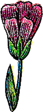 This Lovely Illustration Of A Common Flax Plant With - This Lovely Illustration Of A Common Flax Plant With (280x505)