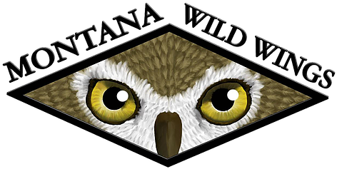 Wildlife Rehab Of Northwest Montana - Owl (562x330)