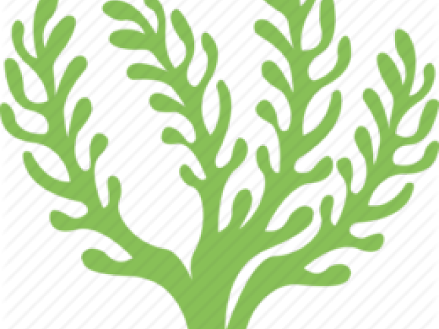 Seaweed Clipart Underwate Sand - Sea Weed Icon (640x480)