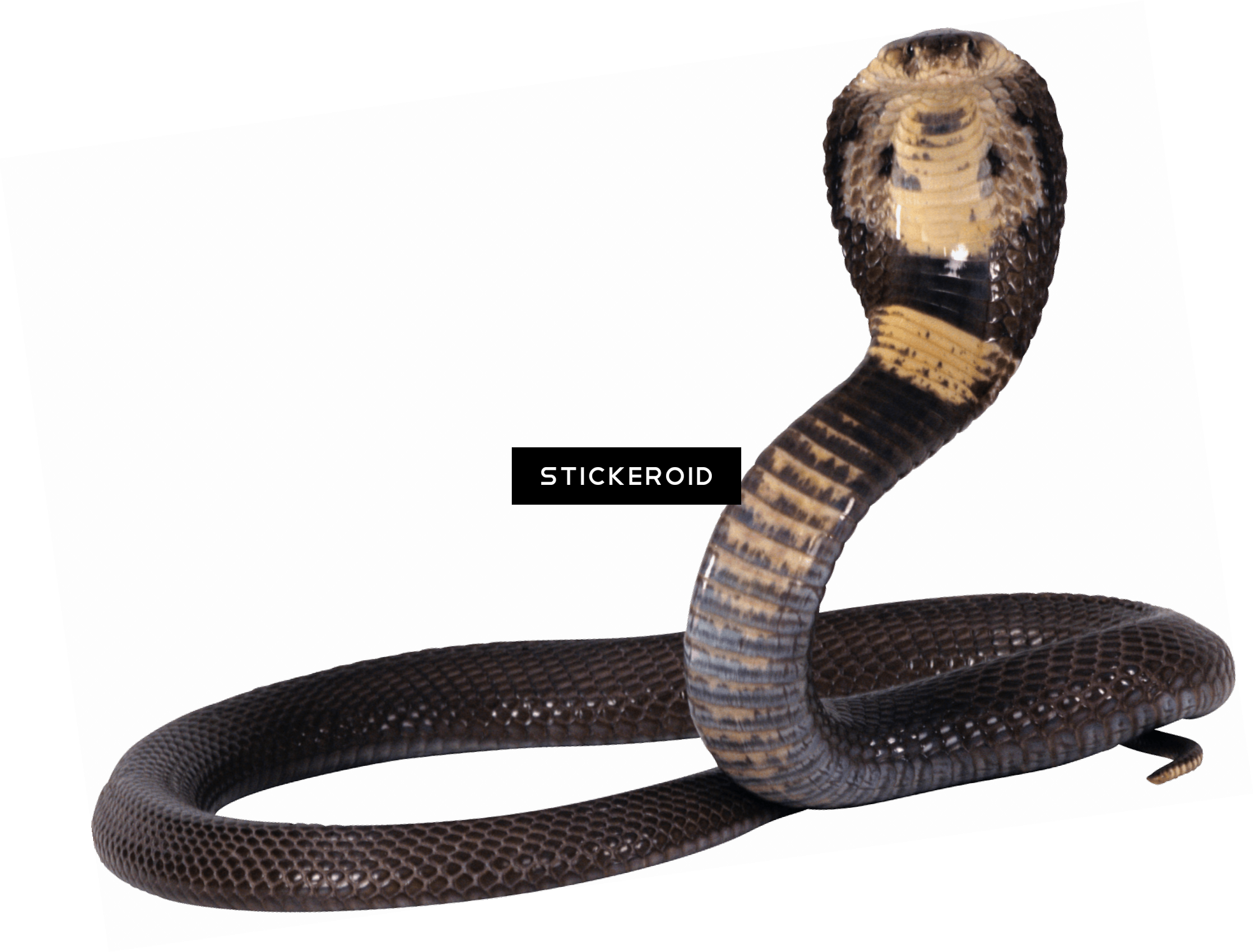 Chinese Horoscope Kids Snake Sign Clipart - King Cobra Black Mamba Snake (1966x1494)