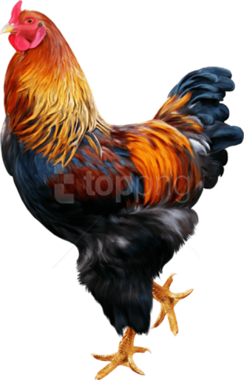 Free Png Download Cock Png Images Background Png Images - Cock Png (480x746)