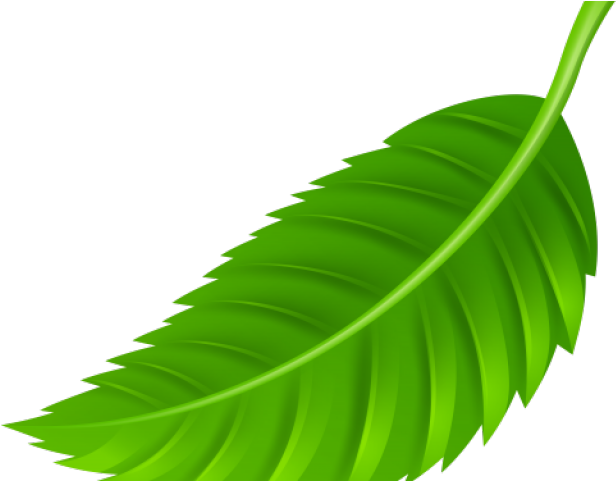 Green Leaves Clipart Coconut Leave - Leaf Png (640x480)