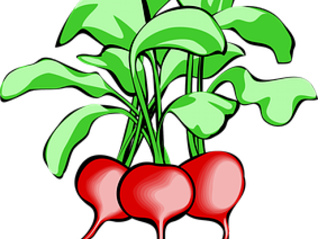 Beet Root Clip Art (640x480)