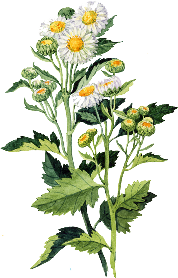 Clip Art Freeuse Download Watercolour Flowers Painting - Chamomile Watercolor Png (641x911)