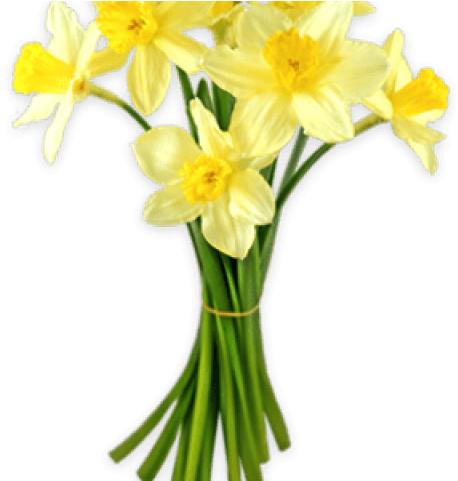 Daffodils Clipart Silhouette - Daffodil Png (640x480)