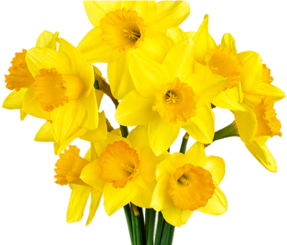 Daffodil Clipart Daffodil Bouquet - Bunch Daffodils (640x480)