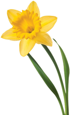 Single Daffodil - Daffodil Transparent (400x400)