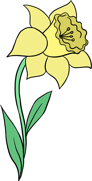 680 X 678 5 - Drawing Of A Daffodil (680x678)