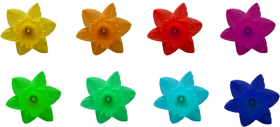 Daffodils, Different Colors, Png By Idunahaya-stock - Narcissus (1024x500)
