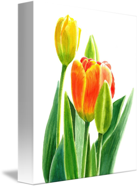 480 X 650 1 - Orange And Yellow Tulips With Background (480x650)