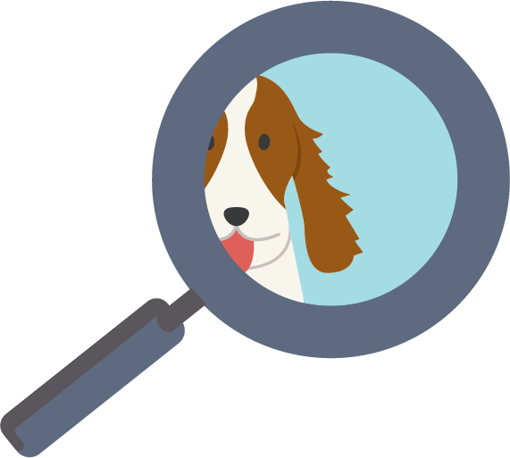 Springer Spaniels Are Medium Sized Dogs With Bodies - Dog Catches Something (571x513)