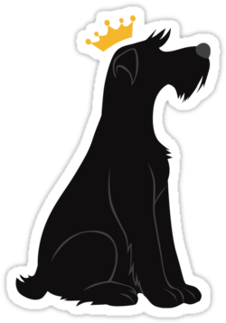 83 Images About Schnauzers 🐾 On We Heart It - Miniature Schnauzer (375x360)