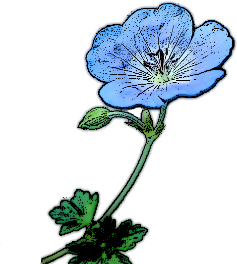 Baby Blue Eyes (534x534)