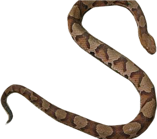 Boa Constrictor Clipart Desert Snake - Northern Copperhead (640x480)