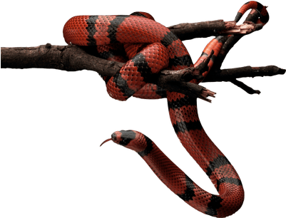 Orange Snake Transparent Png Stickpng - Red Snake Png (400x400)