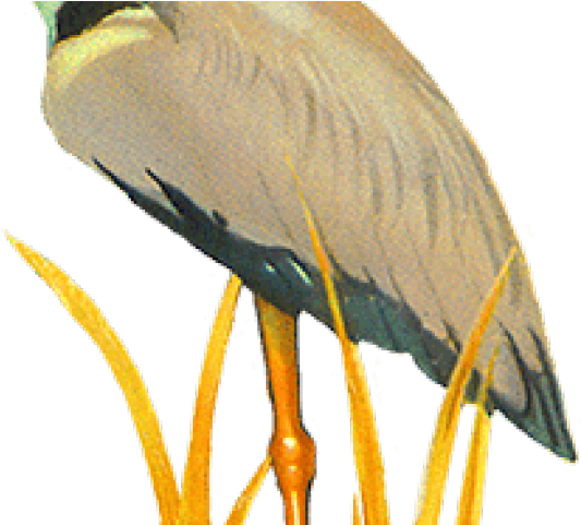 Original - Night Heron (640x480)