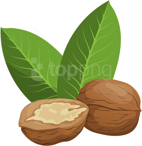 Free Png Download Walnuts Clipart Png Photo Png Images - Walnuts Clipart Png (480x496)