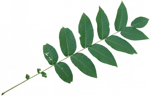 Black Walnut Leaf Png (480x330)